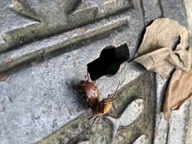 IMG_5992.JPG