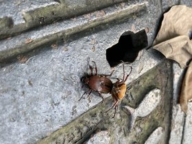IMG_5993.JPG
