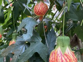 IMG_1618.JPG