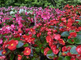 IMG_3117.JPG