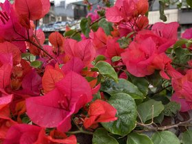 IMG_3187.JPG