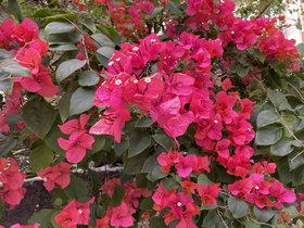 IMG_2167.JPG