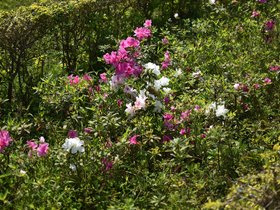 DSC_0714.JPG