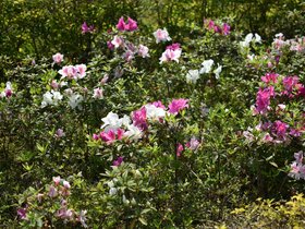 DSC_0715.JPG