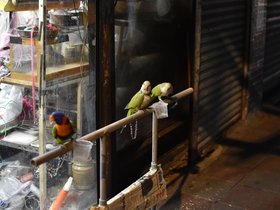 DSC_1068.JPG