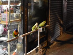 DSC_1069.JPG
