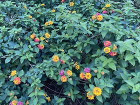IMG_2734.JPG