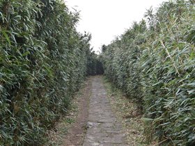 DSC_4741.JPG