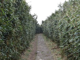 DSC_4742.JPG