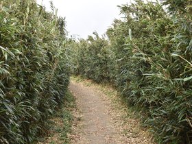 DSC_4775.JPG