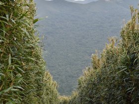 DSC_4794.JPG