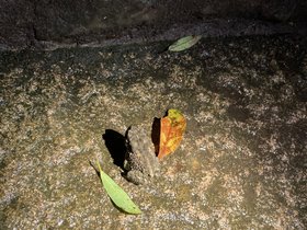 IMG_9260.JPG