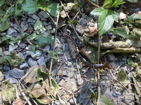 IMG_7879.JPG