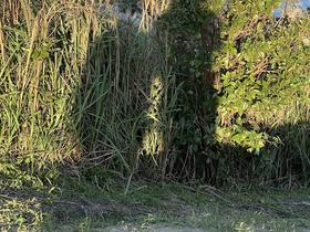 IMG_0133.jpg