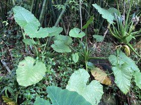 IMG_6476.JPG
