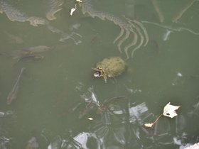 DSC_0884.JPG