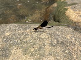 IMG_7376.JPG
