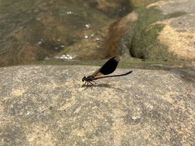 IMG_7377.JPG