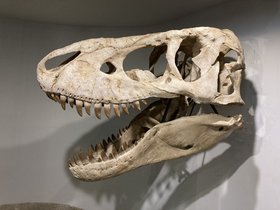 IMG_0883.JPG