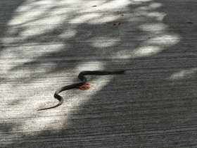 DSC_1259.JPG