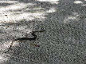 DSC_1260.JPG