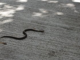 DSC_1261.JPG