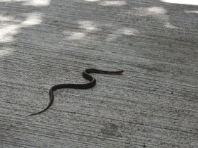 DSC_1262.JPG