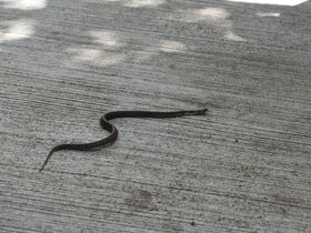 DSC_1263.JPG