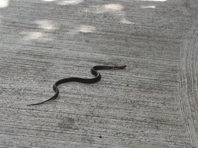 DSC_1264.JPG
