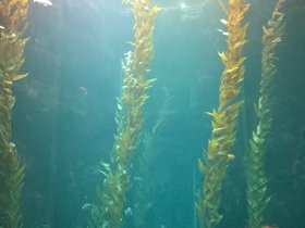 National Museum of Marine Biology and Aquarium