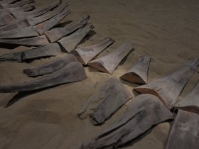 DSC_3195.JPG