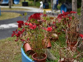 DSC_0139.JPG