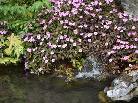 DSC_0456.JPG