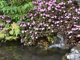 DSC_0460.JPG