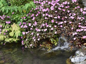 DSC_0461.JPG