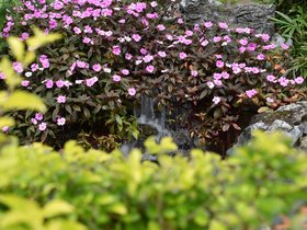 DSC_0470.JPG