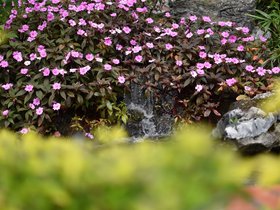 DSC_0475.JPG