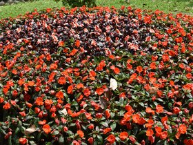 DSC_2162.JPG