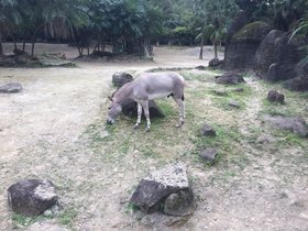 IMG_8261.JPG