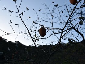 DSC_4459.JPG