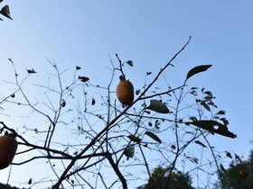 DSC_4460.JPG