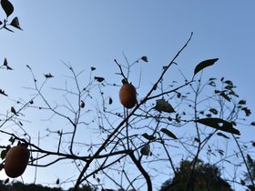 DSC_4461.JPG