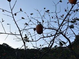 DSC_4462.JPG