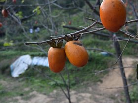 DSC_4467.JPG