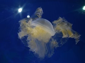 DSC_2532.JPG