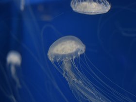 DSC_2548.JPG