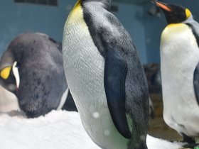DSC_2610.JPG