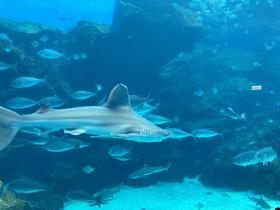 IMG_7968.jpg