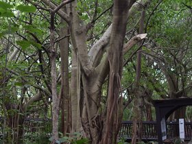 Guandu Nature Park