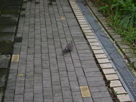 DSC_3672.JPG